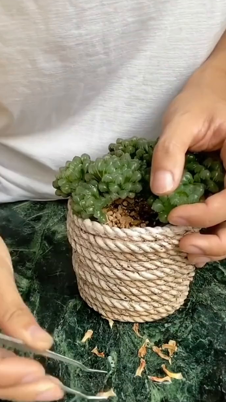 养多肉玉露,教你4个方法,能变老桩、叶子晶莹剔透