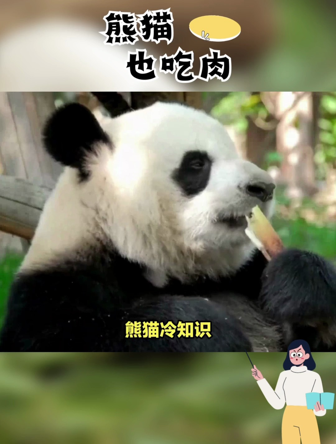 熊猫冷知识:熊猫也吃肉