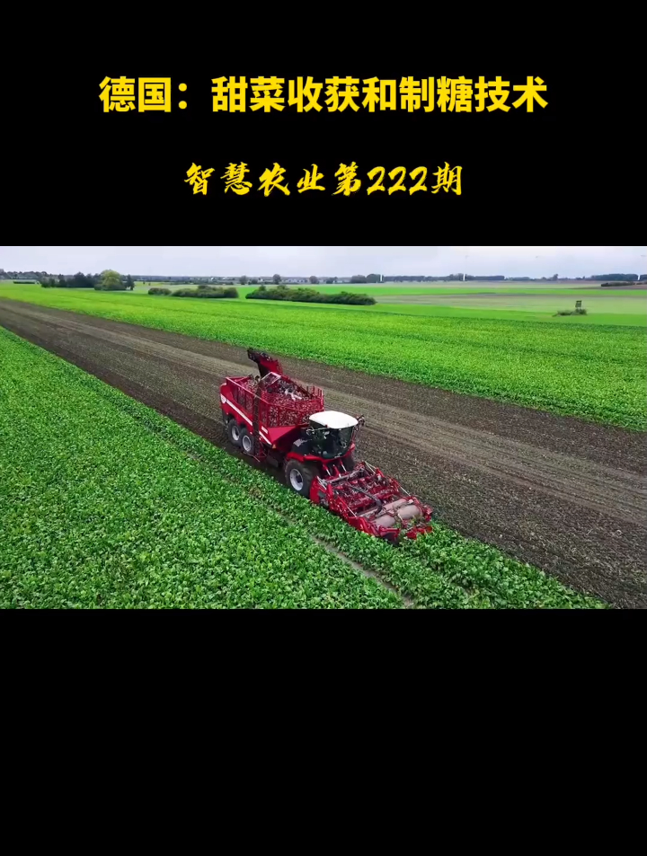 甜菜收获和制糖技术!
