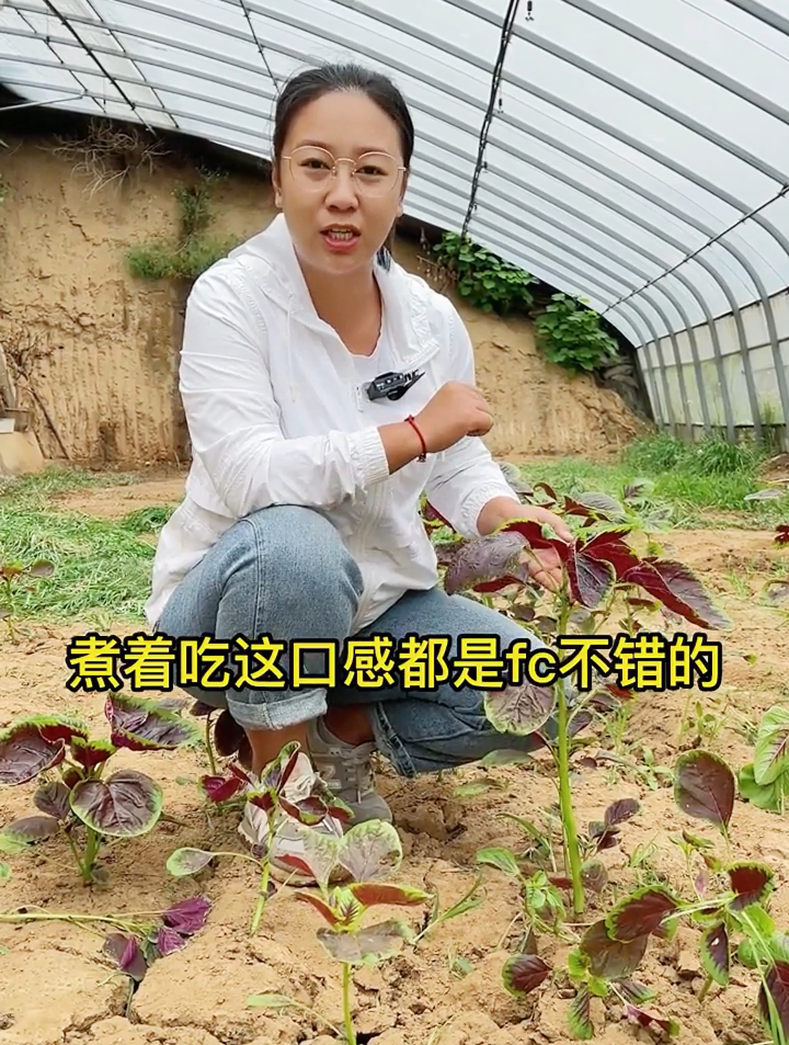 为什么晚上不适合吃红苋菜？提醒：最好不要和2种食物同吃