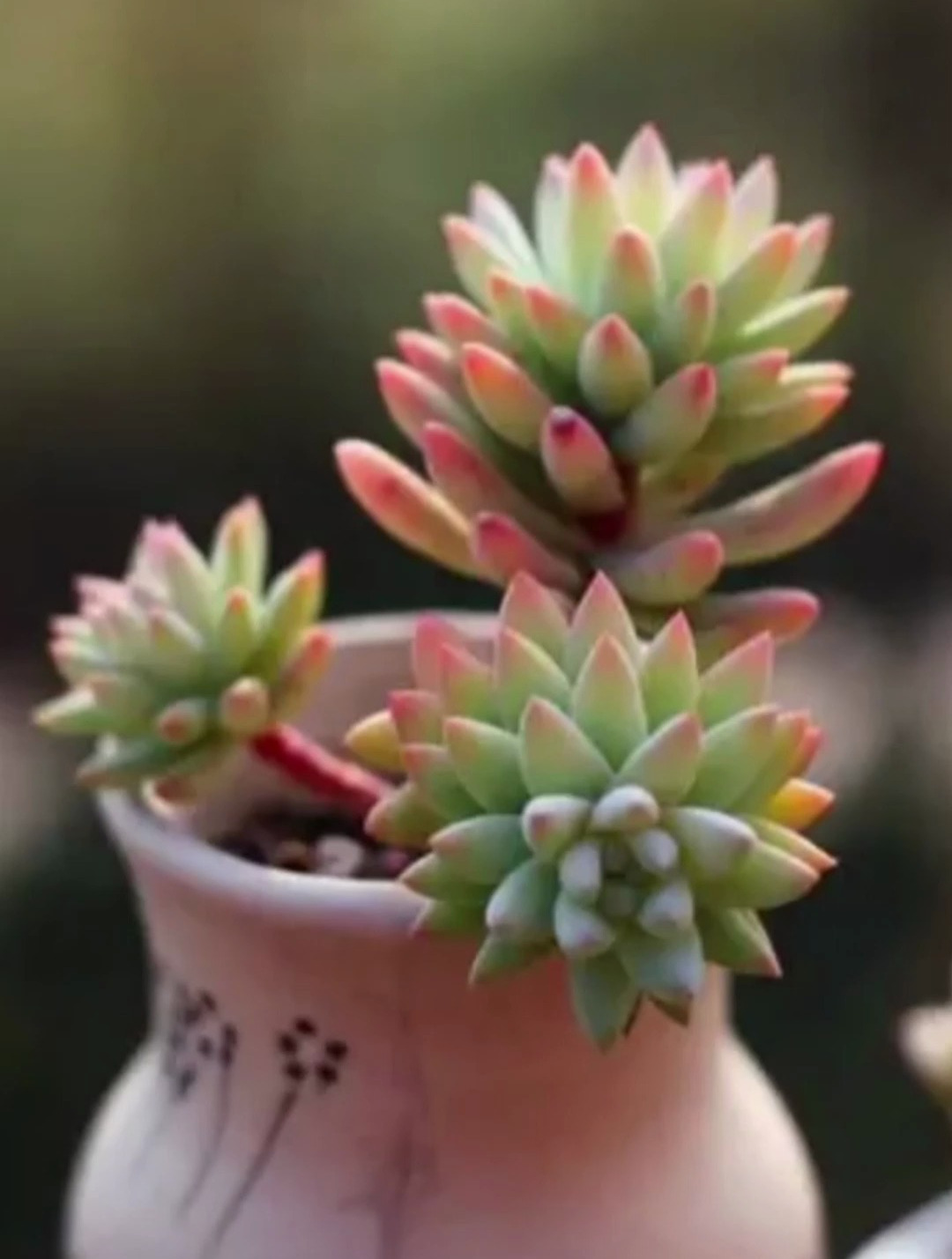 多肉植物该怎么养护呢?分享多肉的养护方法,不懂养肉的关注我吧