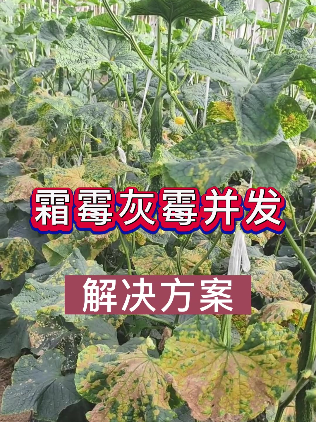 霜霉病和灰霉病有什么区别?同时发生霜霉病和灰霉病如何用药?
