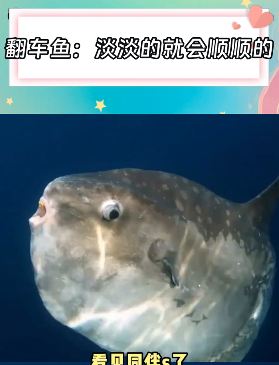 刚死了又接着投到新生的翻车鱼里 也算一种永生