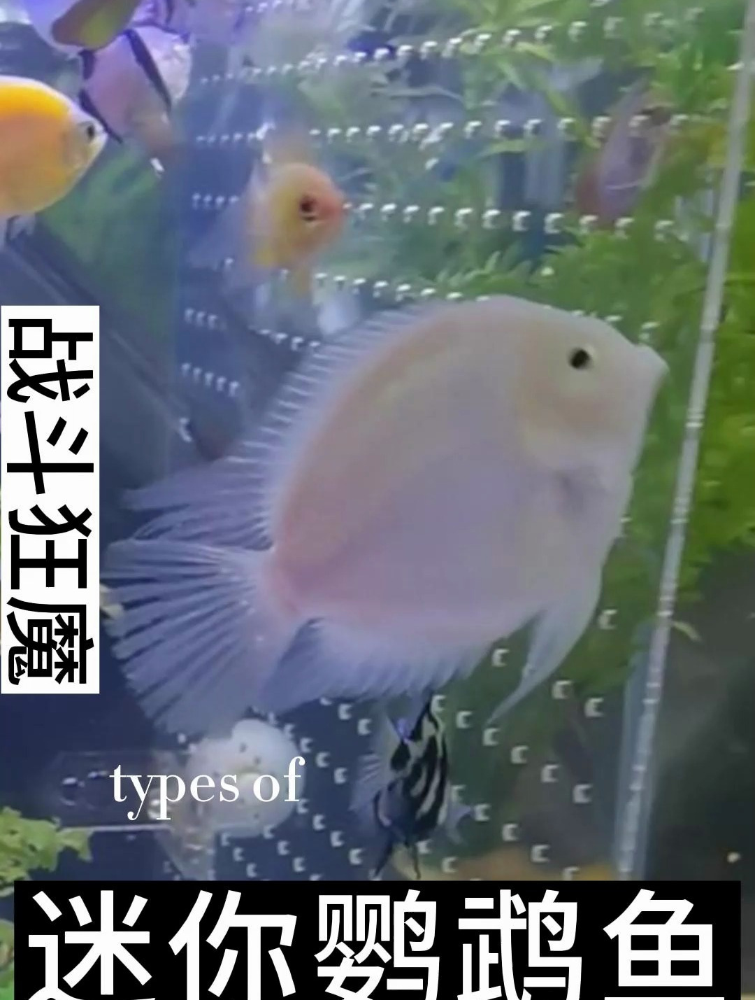 迷你鹦鹉鱼一共有两种颜色,一个是白金色,在一个就是宝蓝色