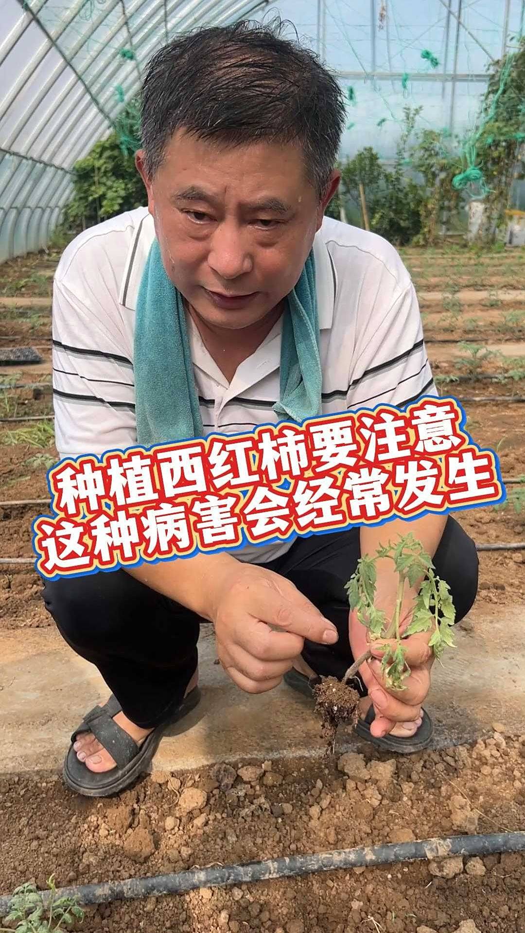 种植西红柿要注意这几种病害的发生