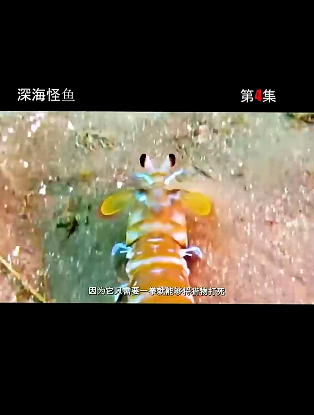 螳螂虾一拳就能把猎物打死,真是个海中霸王