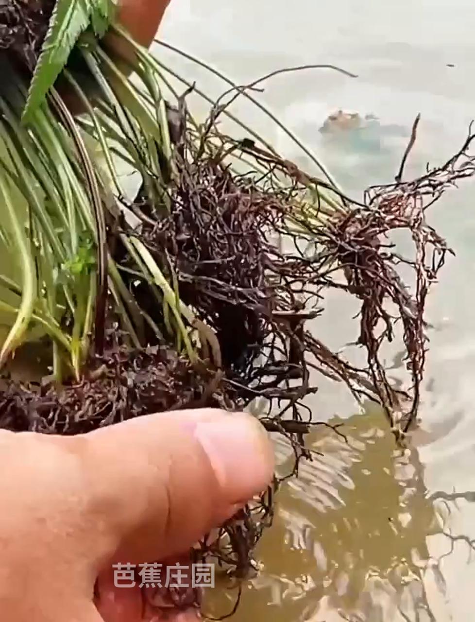 凤尾草,叶片酷似凤凰,你认识这种植物吗?