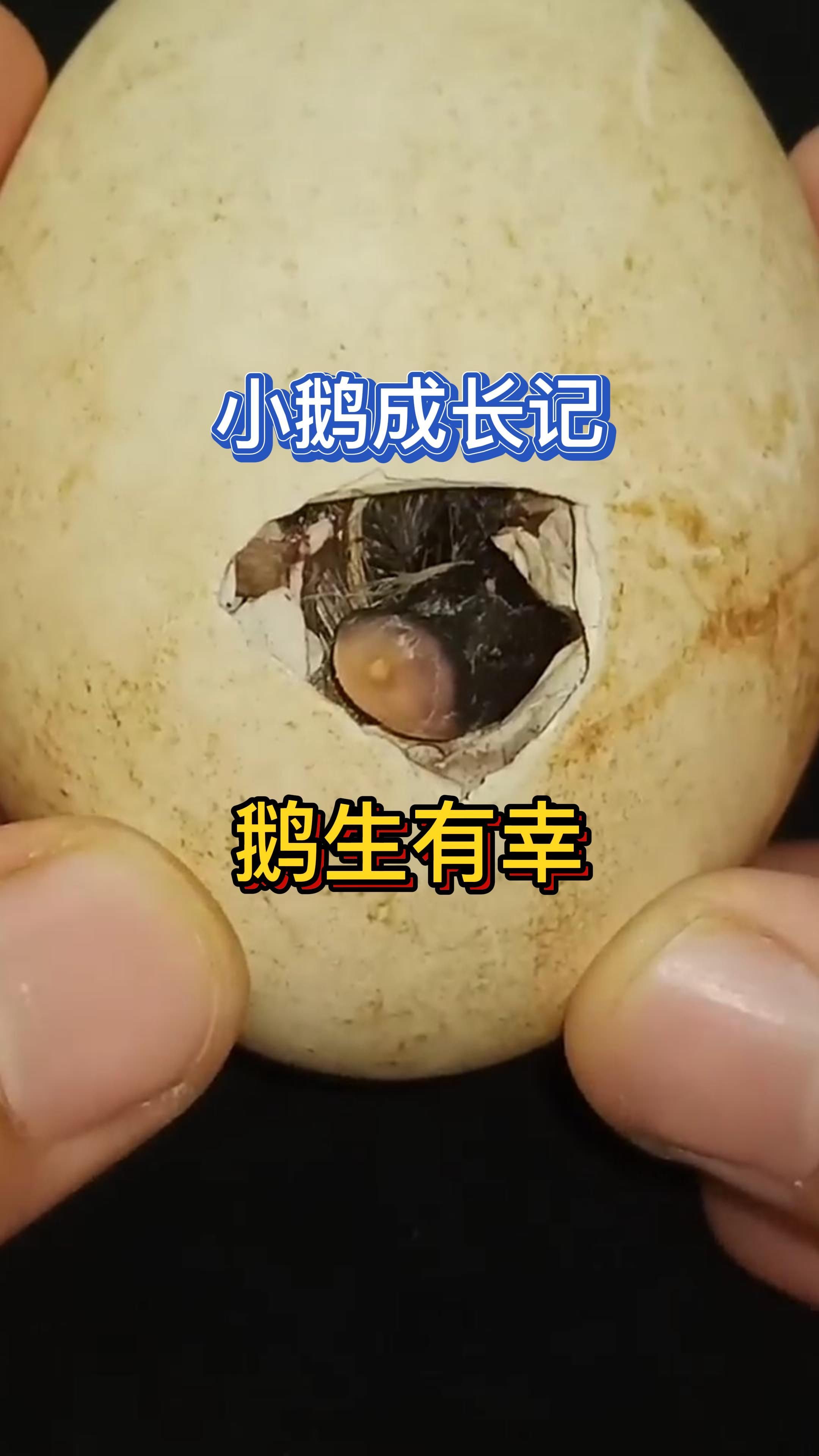 小鹅成长记 鹅生有幸