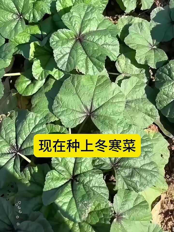 现在正是种植冬寒菜时候,它口感滑糯,非常适合煲粥