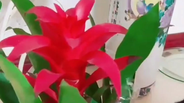 鸿运当头该怎么养殖,很多人不知道,赶紧收藏!