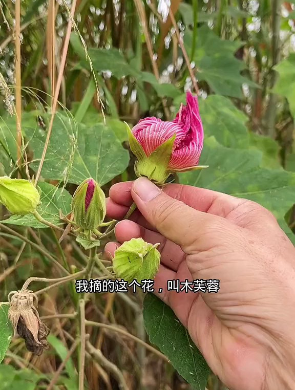 木芙蓉的用途