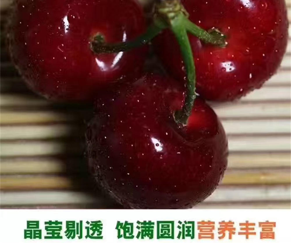 桑提娜樱桃苗批发价格