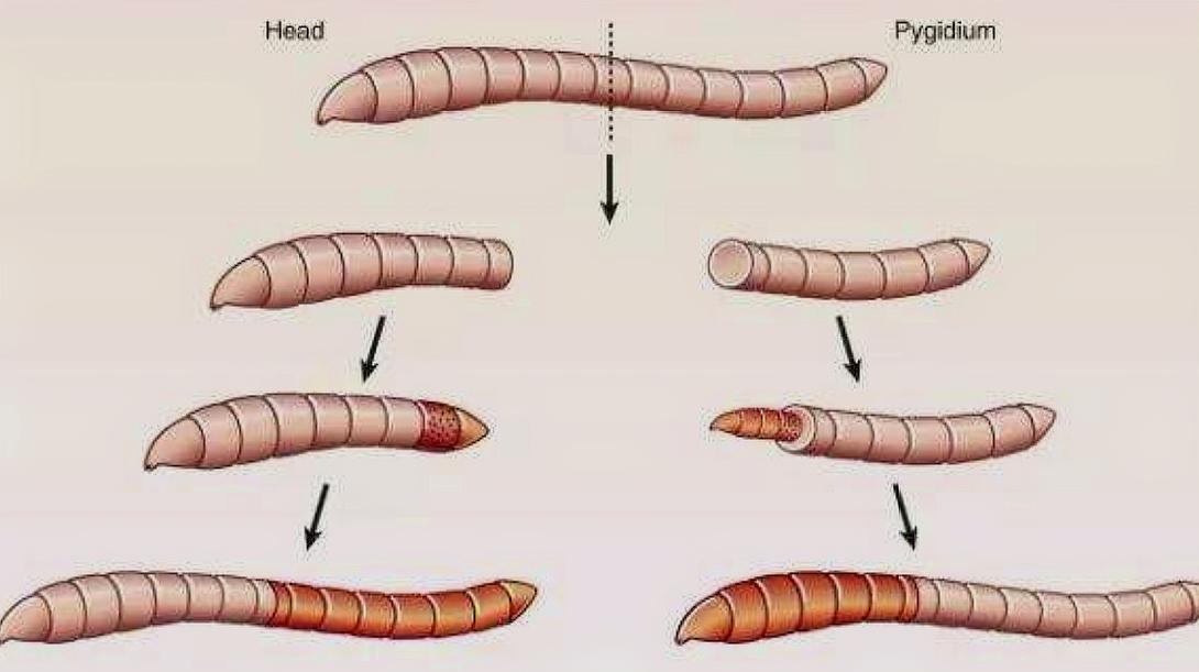 [图]蚯蚓被切成两半为何还能恢复？科学家发现关键基因，它们太强大了