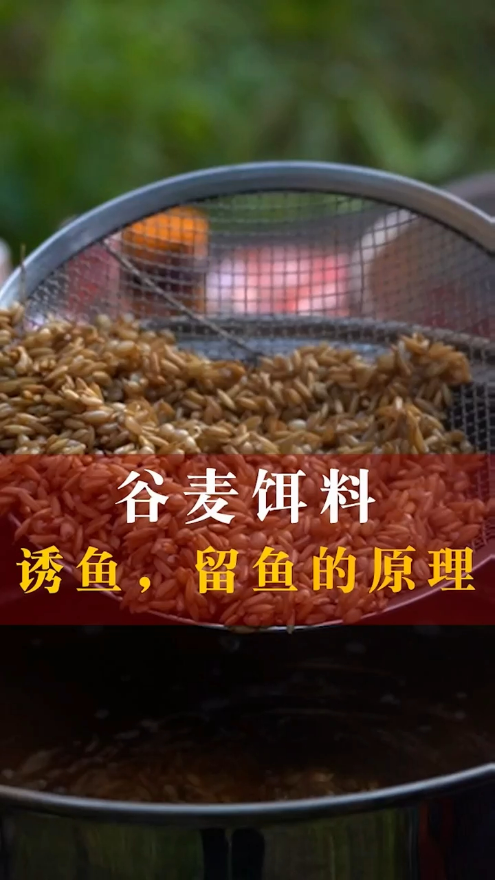 谷麦饵料为什么能诱鱼,留鱼的原理,看懂了吗?