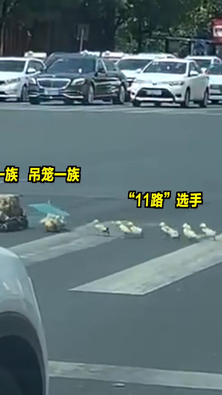 “冲鸭”!有网友拍到大爷带小黄鸭过马路,路口的司机们耐心等待