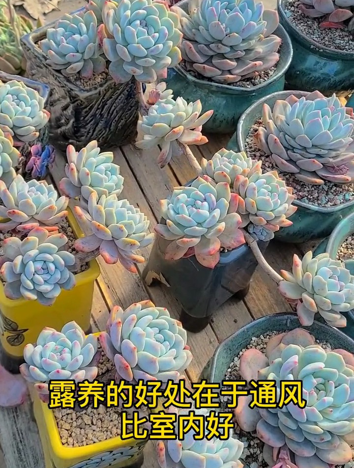 你家的多肉是露养的吗?