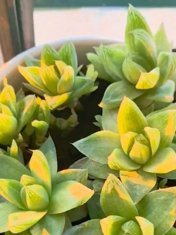 凝脂菊属于玉露吗?能否与玉露一样闷养?