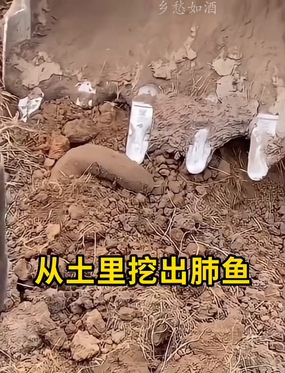 土里头的鱼,原来是肺鱼啊!