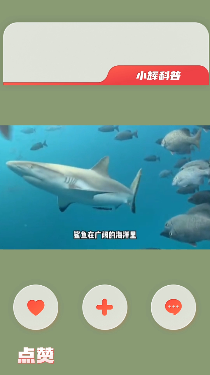 为啥人类不吃鲨鱼肉?鲨鱼的鱼翅被割掉还能活吗?