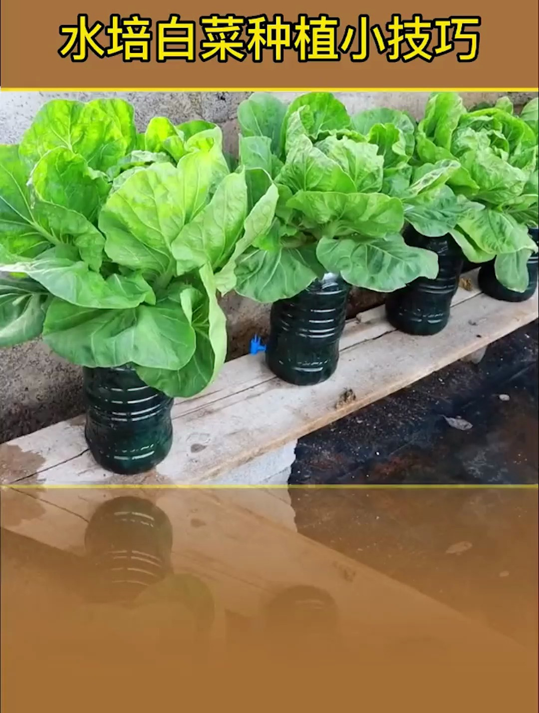 利用废弃矿泉水瓶,在阳台或者露台内水培种植白菜