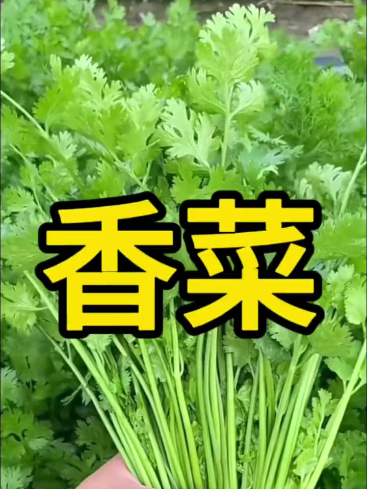 香菜种子泡水20个小时,破壳轻松出苗快