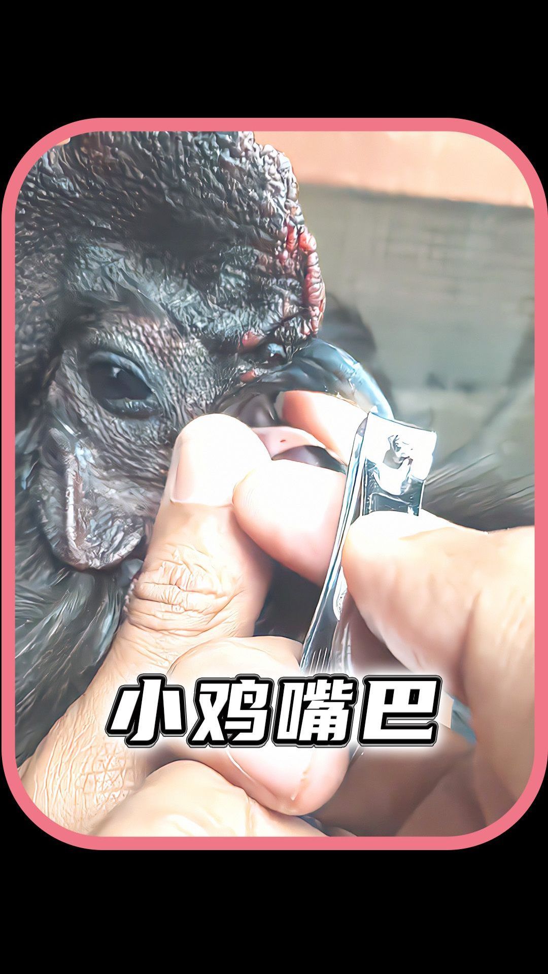 小鸡的嘴巴为什么要剪掉?