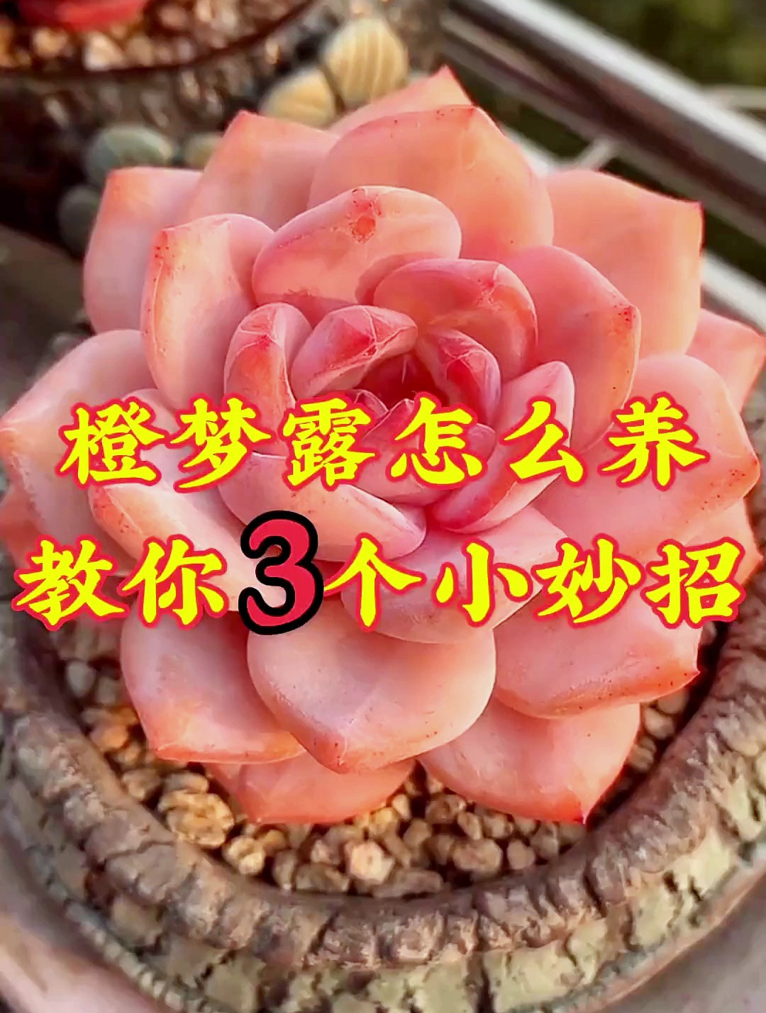 橙梦露怎么养?教你3个小妙招
