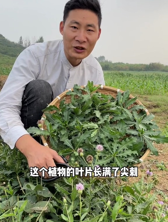 刺菜是小蓟的别称,我们当地人称为七七芽,是一种极为优质的野菜