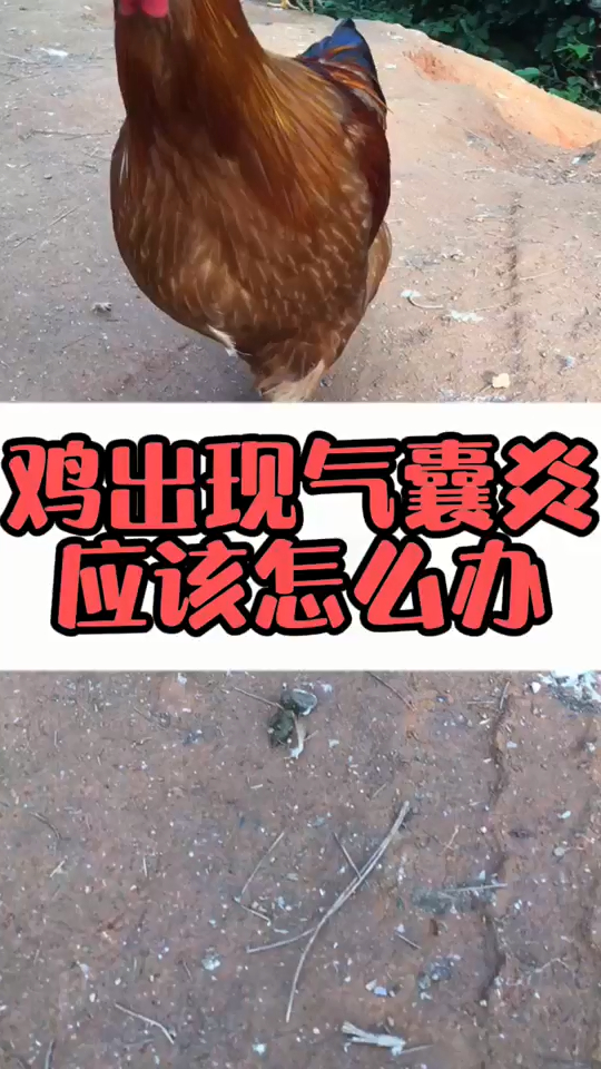小鸡气囊炎会传染吗鸡气囊炎用什么最好鸡气囊炎简单治疗方法鸡气囊炎是怎么引起
