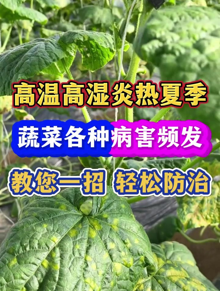 蔬菜各种病害频发如何轻松防治瓜果蔬菜常见病害