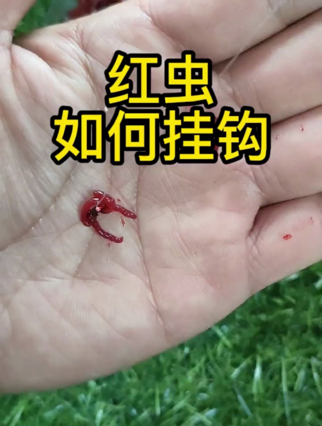 用红虫钓鱼如何挂钩