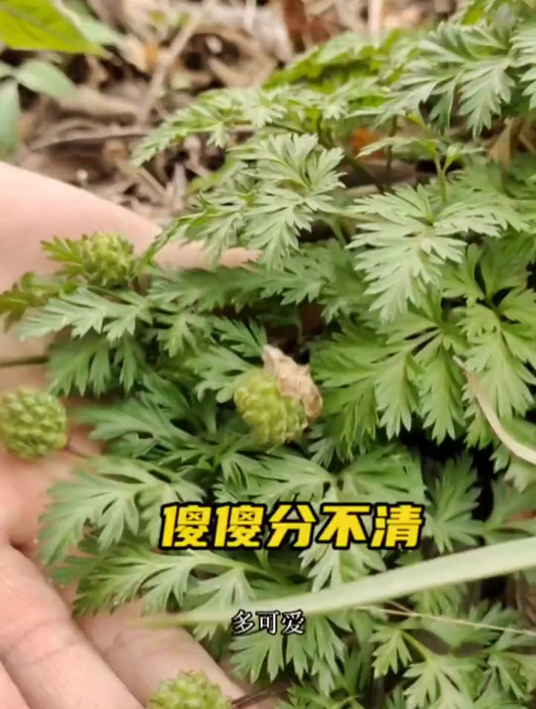 山上常见的几种野菜,经常傻傻分不清楚
