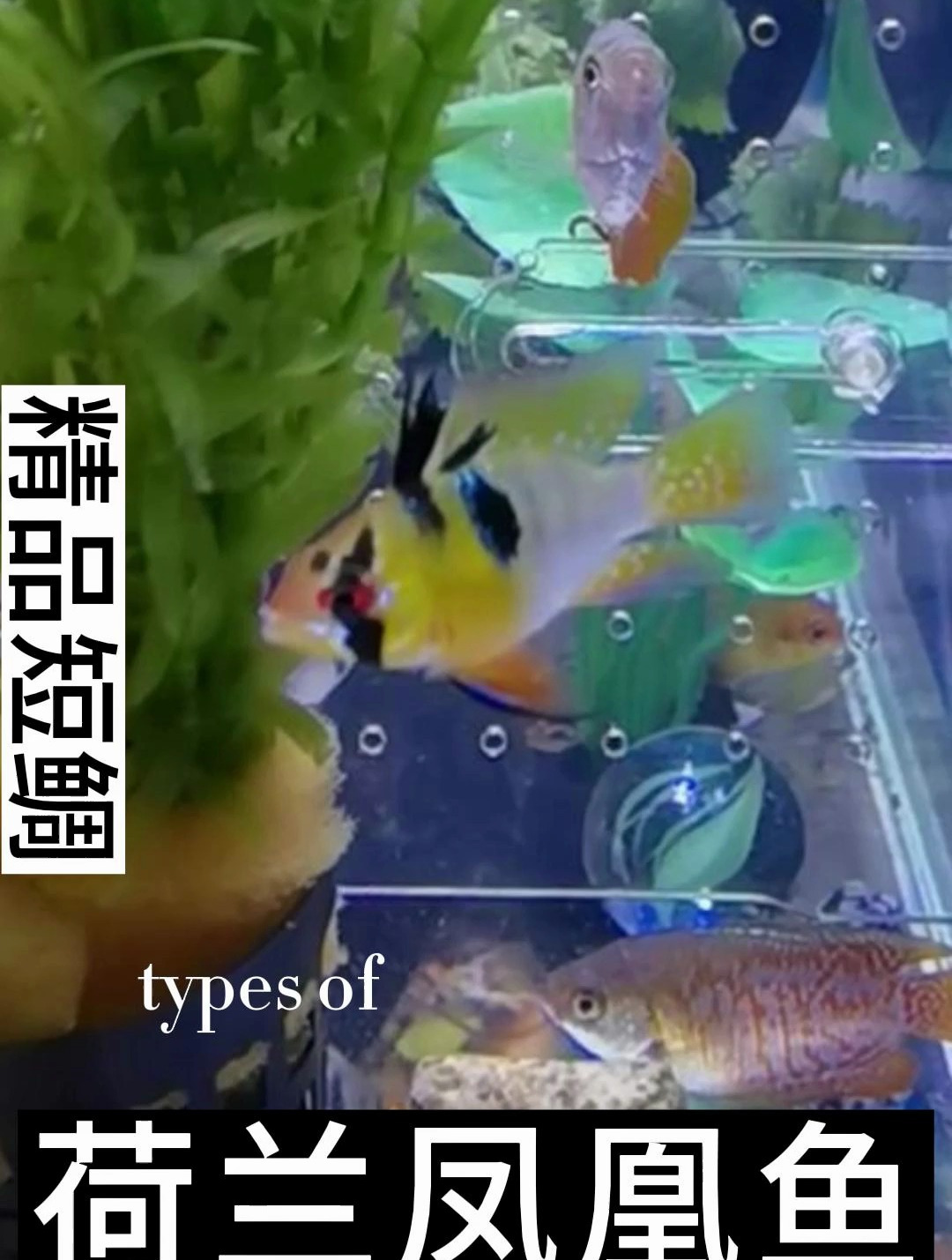 荷兰凤凰和玻利维亚凤凰同属,但颜色更为靓丽,和鳉科一样的花纹