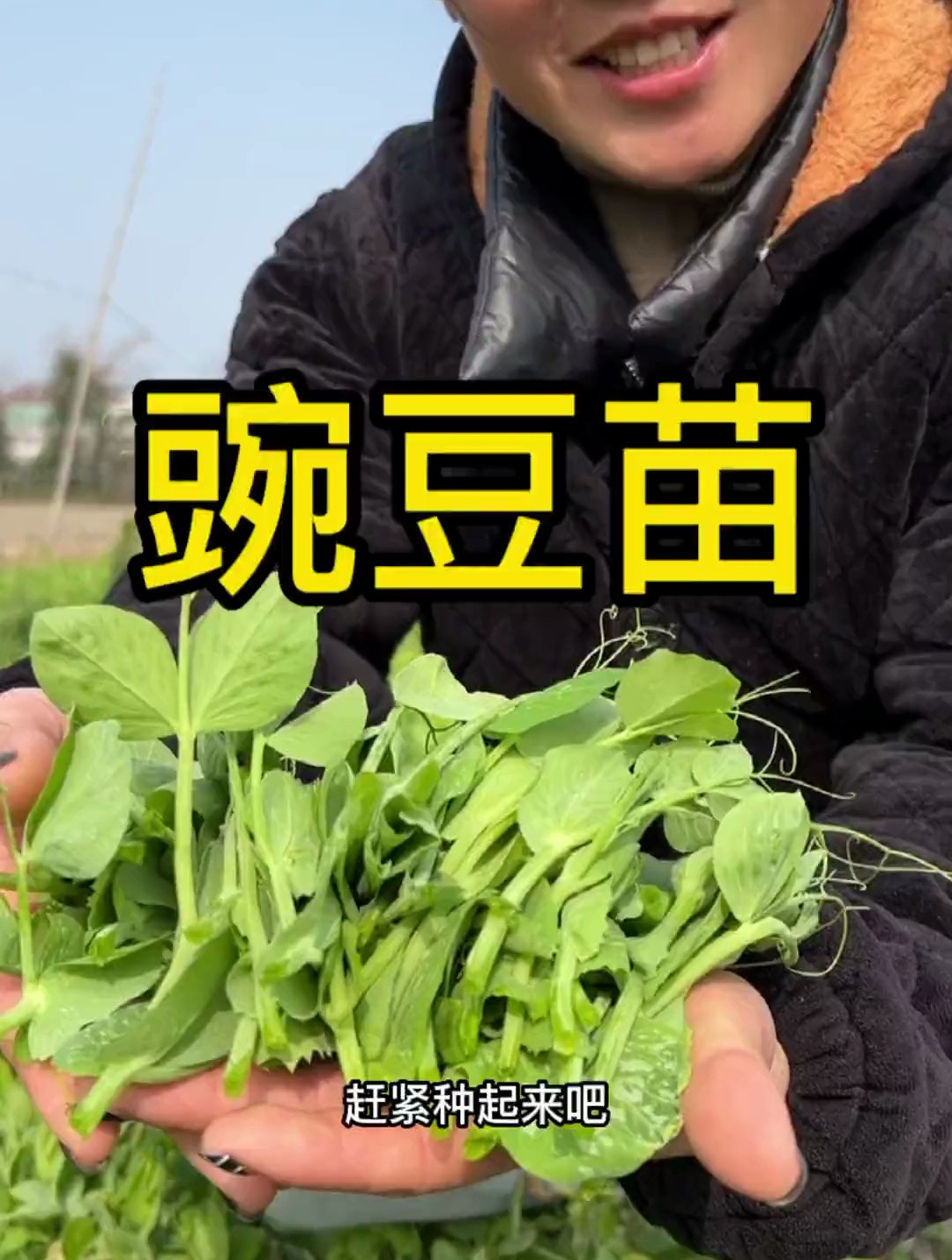 不管南方北方都能越冬的青菜,就是这个豌豆苗了
