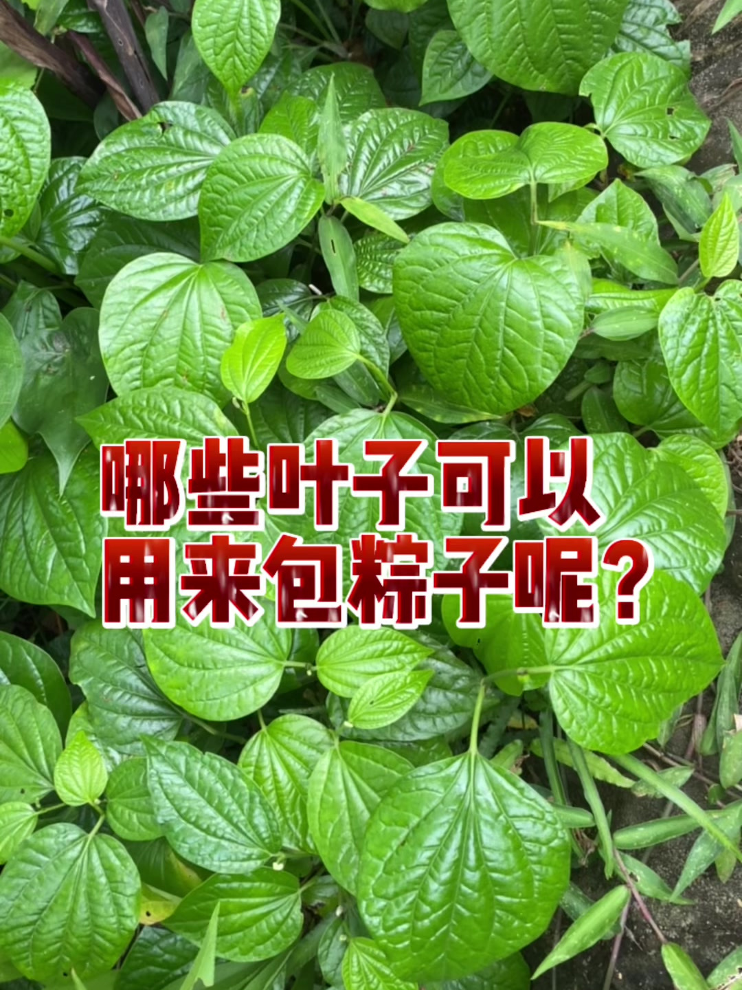 有哪些叶子可以用来包粽子呢?最后一种很多人都没有见过!