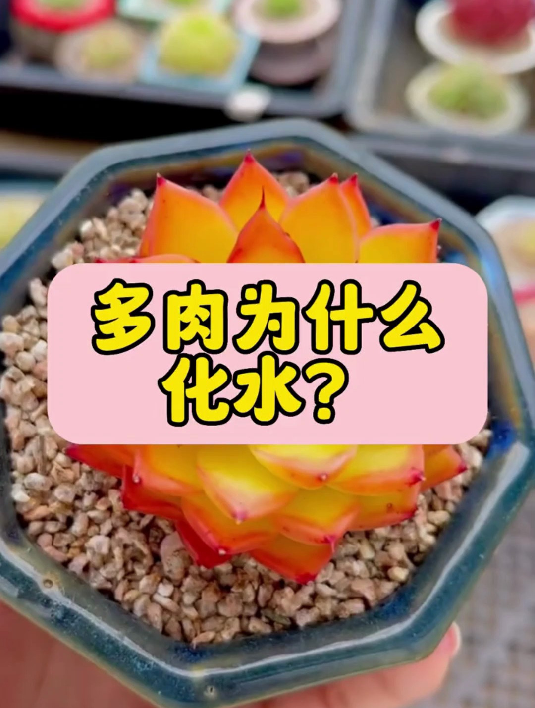 多肉为什么会化水,你知道吗?
