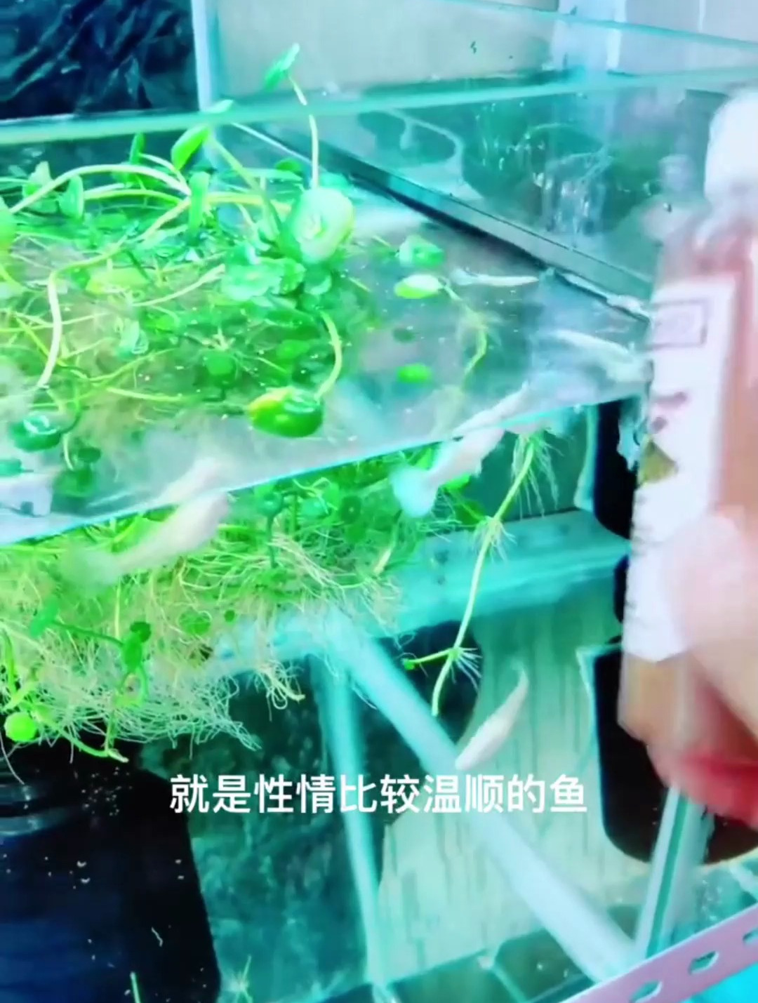 孔雀鱼公鱼为什么一直追着母鱼咬?两种情况要注意分辨!