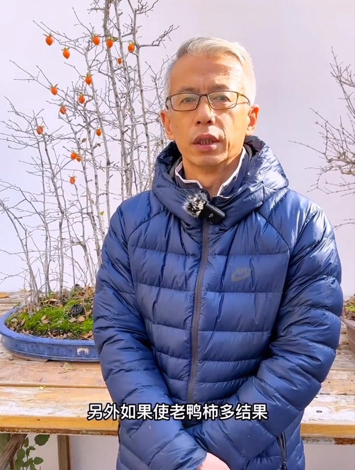 老鸦柿想一树果实,除了要满足一定条件之外,必须同时有公桩母桩