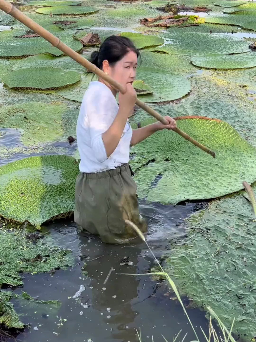 家乡的鸡头籽开始割了,你还记得小时候坐在电视机前磕鸡头籽吗