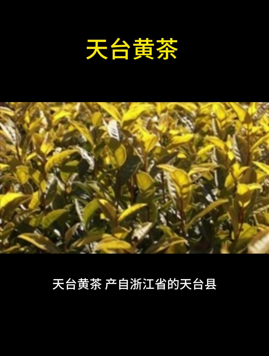 茶旅日记之天台黄茶