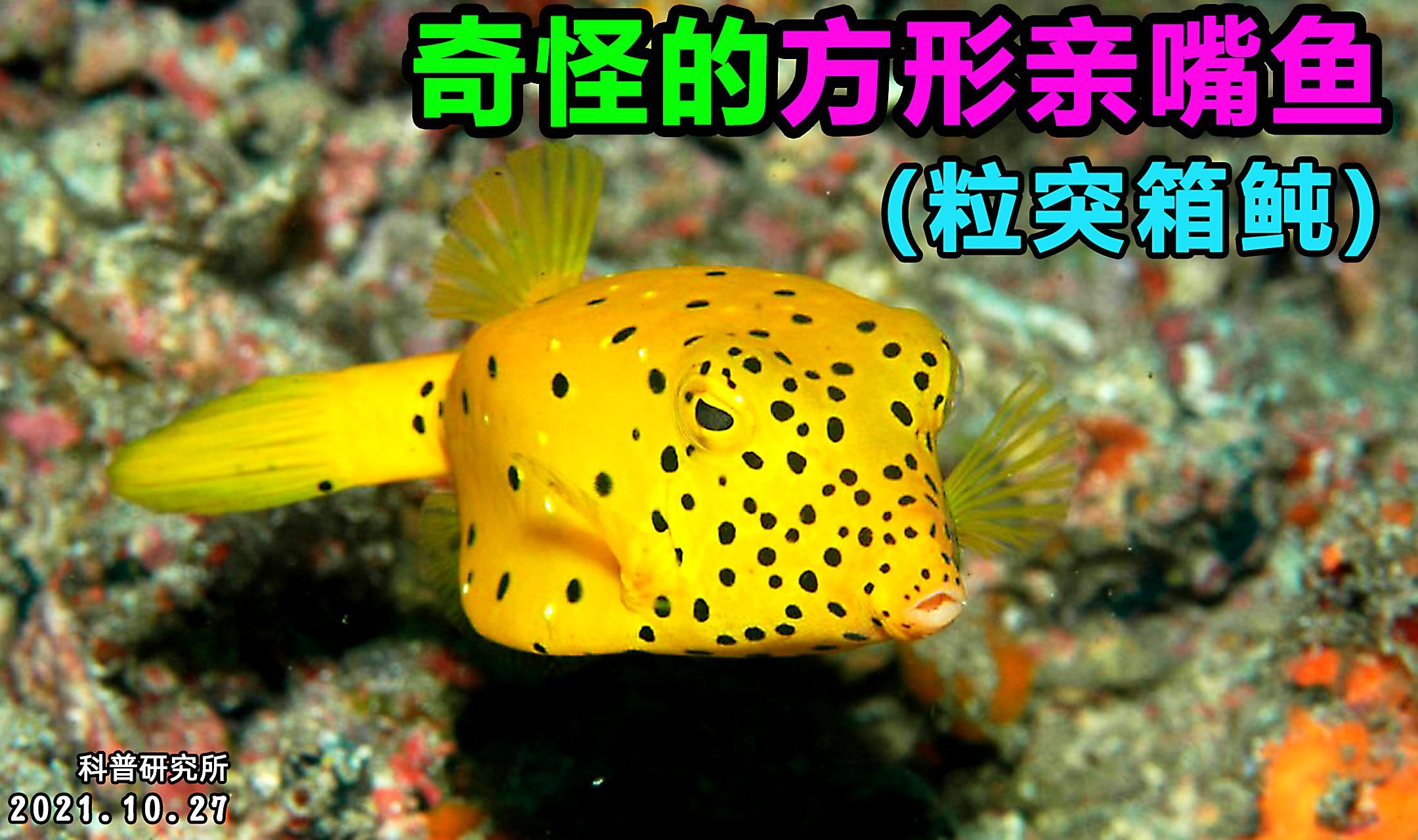 奇怪的方形亲嘴鱼