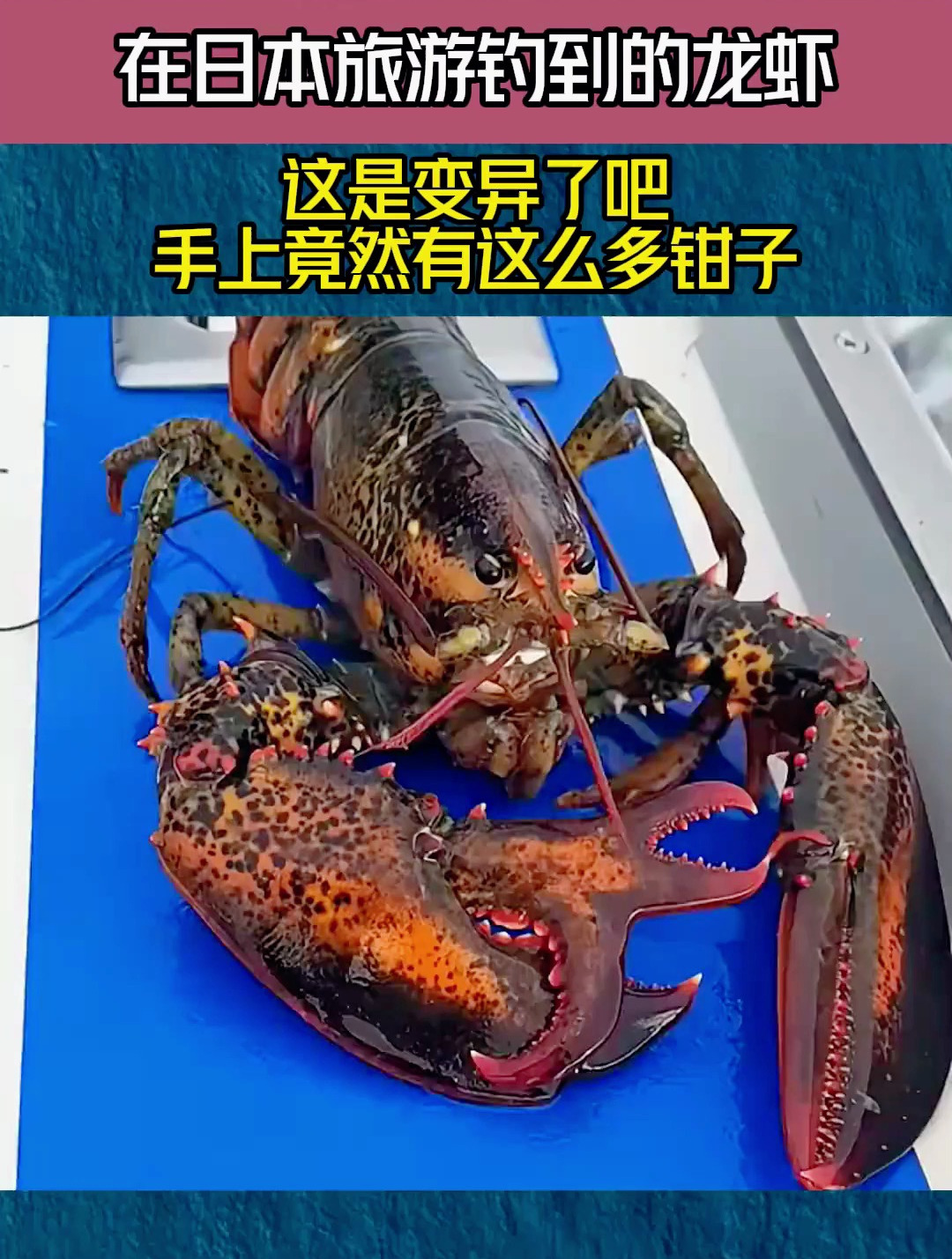 在日本旅游钓到的龙虾,这是变异了吧,手上竟然有这么多钳子