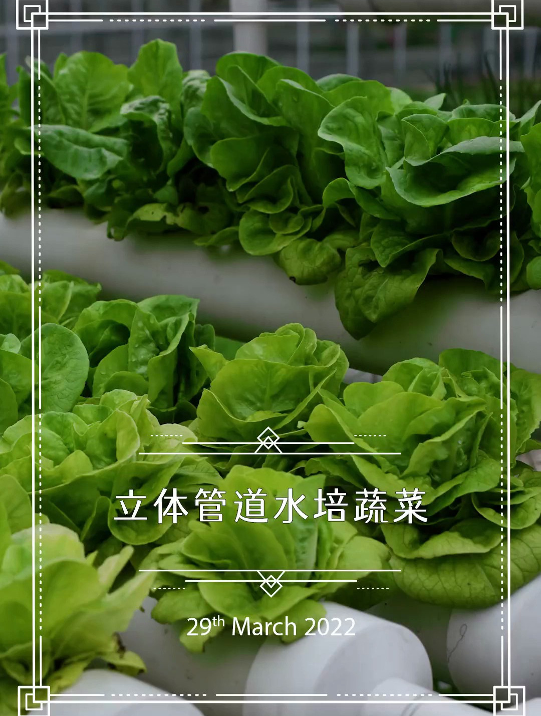 立体管道水培蔬菜可以在小空间种出产量高品质好的蔬菜~