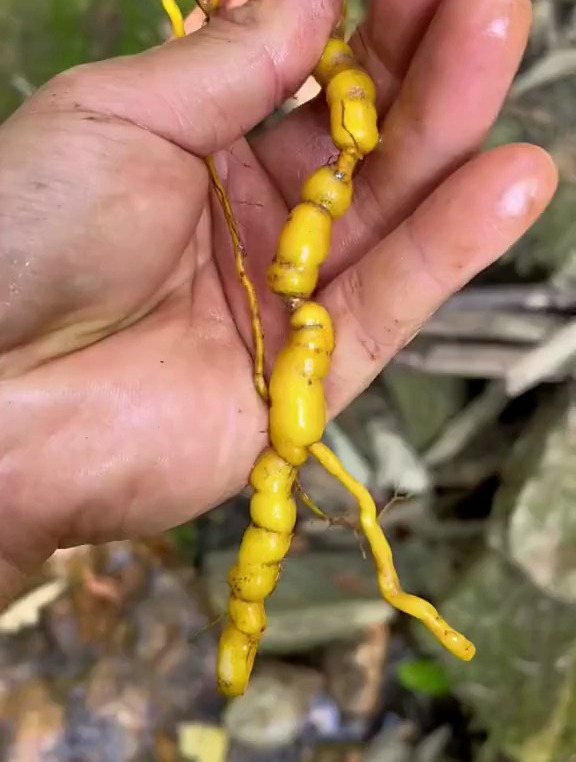 你们认识这个中草药吗