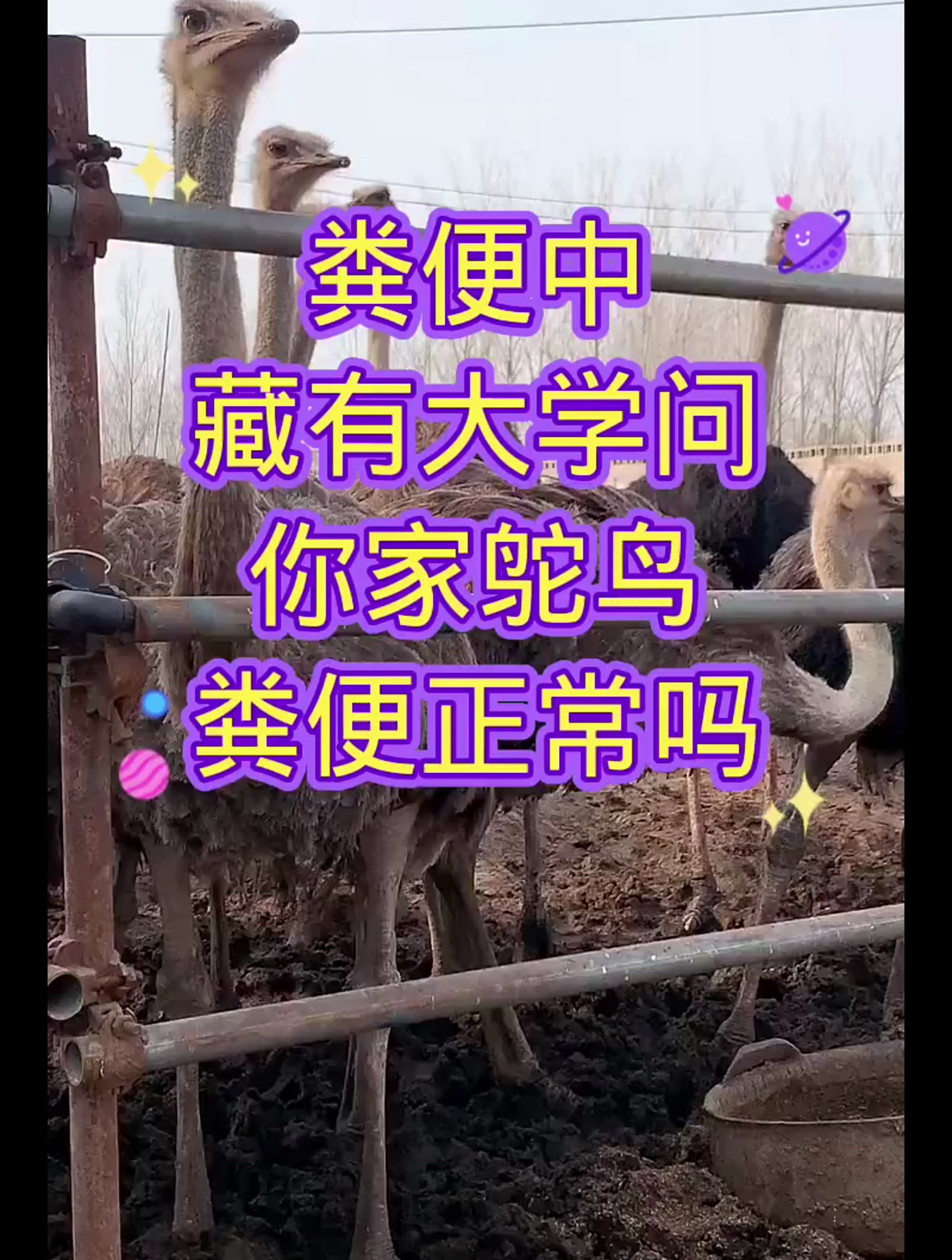 粪便中藏有大学问,你家鸵鸟粪便正常吗