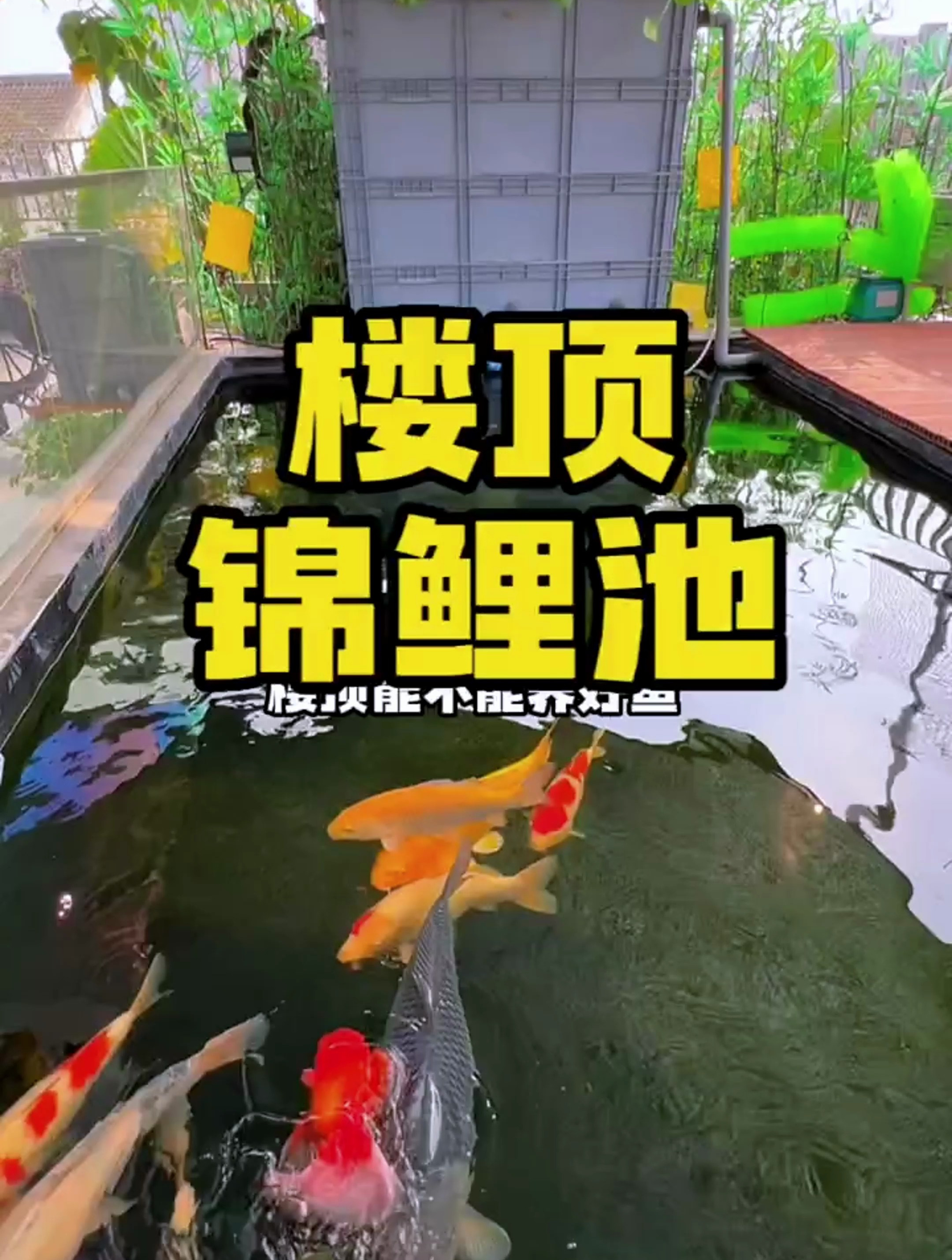 顶楼也能这么大的锦鲤鱼池?钞乎你想象!
