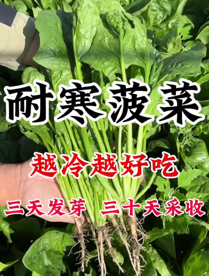 耐寒菠菜,天气越冷口感越好,撒籽3天发芽,28天采收
