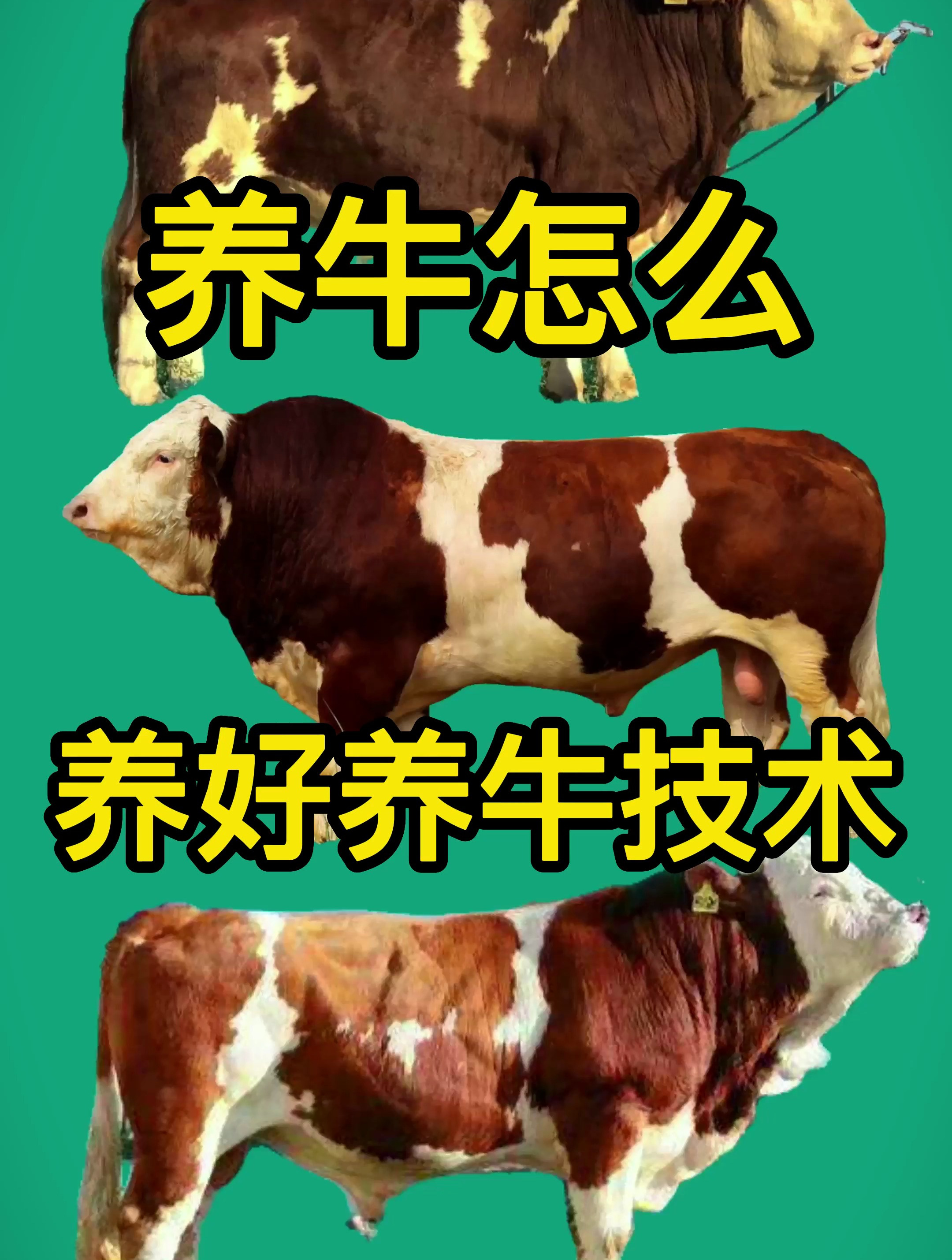 养牛怎么养好牛养殖肉牛