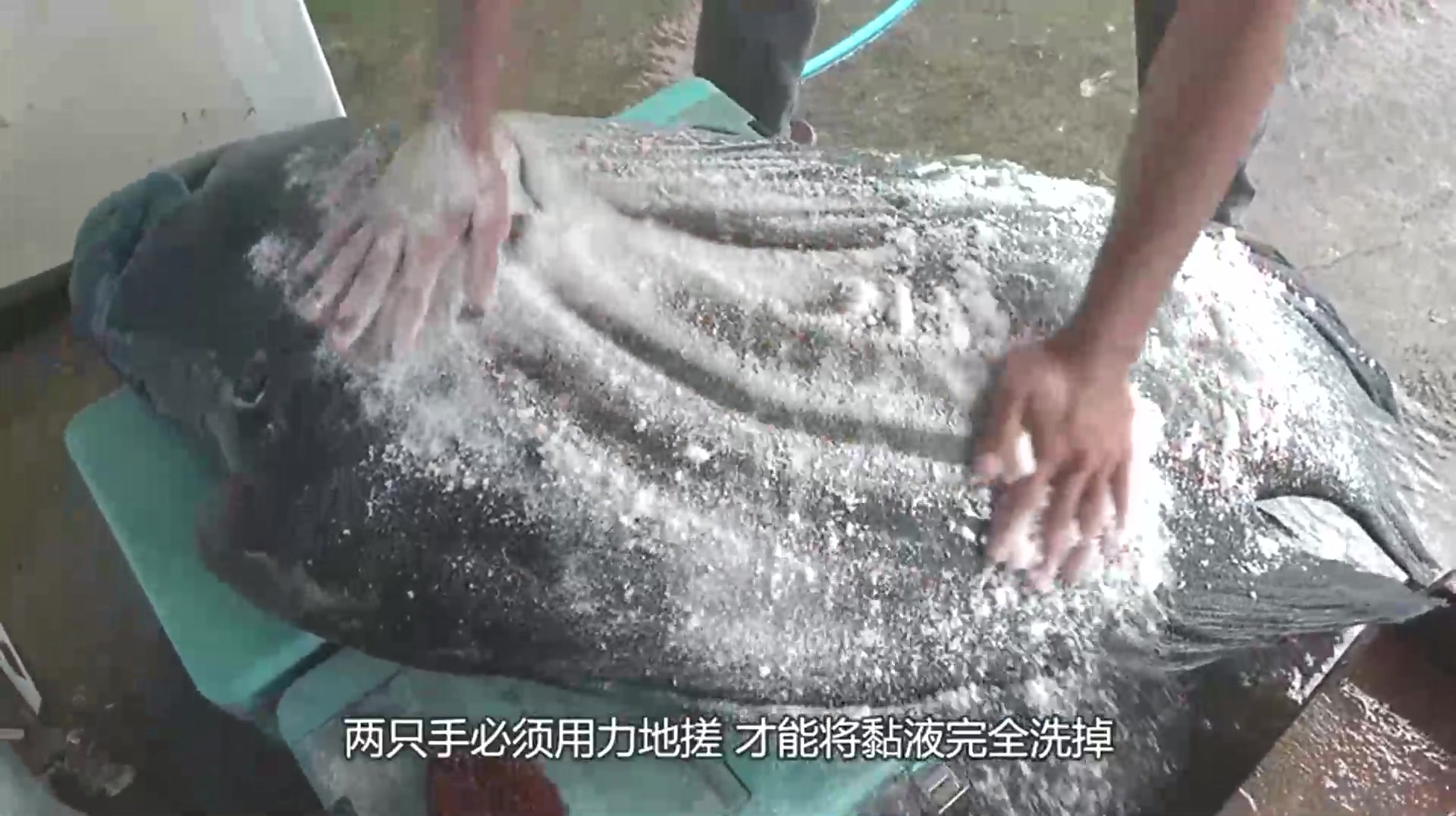 活了40年的巨型“苏眉鱼”,撒上面粉搓一遍,露出的纹路像艺术品