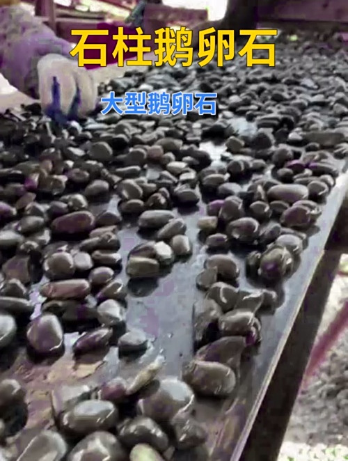 石柱大型鹅卵石 园林鹅卵石 地暖鹅卵石批发 大型鹅卵石